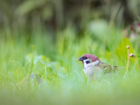 House sparrow, Passer domesticus, with a worm in his beak