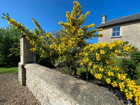Broom in flower in Spring in a garden in North Yorkshire in the United Kingdom.