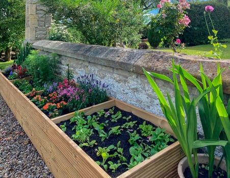 Spring growth in a flower bed in an English country garden.