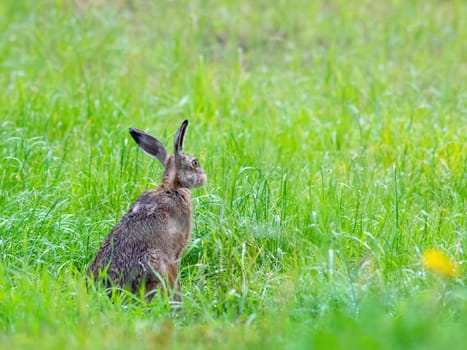 Brown hare sitting in the wet meadow, spring, (lepus capensis)