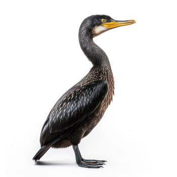 Cormorant isolated on white AI generated image