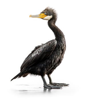 Cormorant isolated on white AI generated image