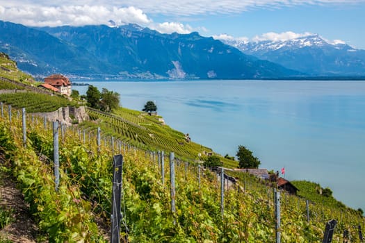 Vineyards near the town of Morges on the north shore of Lake Geneva in the Vaud canton in Switzerland.