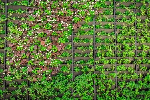 Artificial vertical green garden decoration on the wall, vertical urban gardening