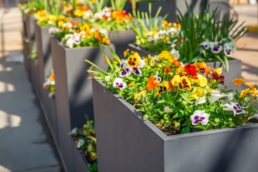Modern raised beds and high flower pots in a flower shop