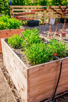 Vegetable garden with wooden raised beds for herbs, fruits and vegetables