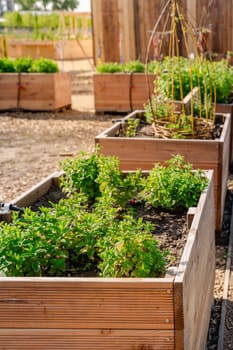 Vegetable garden with wooden raised beds for herbs, fruits and vegetables