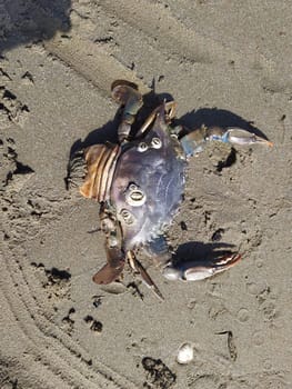Crab on sand in summer day. Crab on beach in Italy at Sunny day