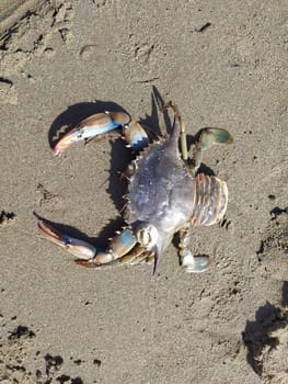Crab on sand in summer day. Crab on beach in Italy at Sunny day