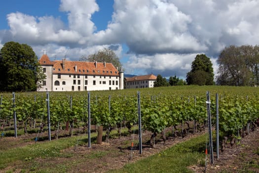 Vineyards near Chateau Allaman in the La Cote wine producing area of Switzerland.