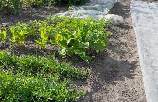 Vegetable bed with rocket lettuce, chard, parsley and fleece cover
