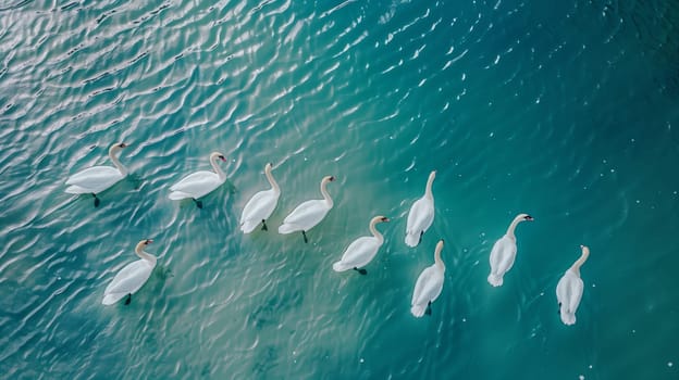 Overhead shot showcases a graceful gathering of swans, adrift on serene, azure waters.