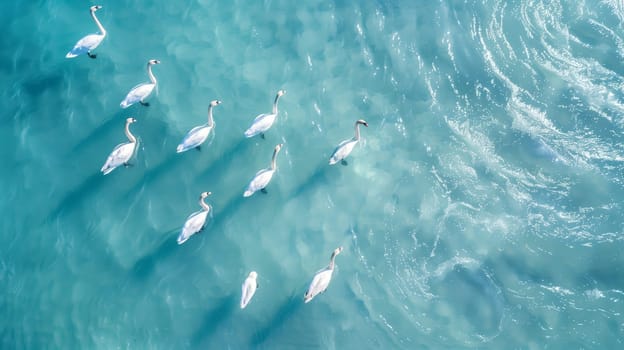 A captivating aerial shot showcasing a flock of swans gracefully swimming on a serene, light blue water body.
