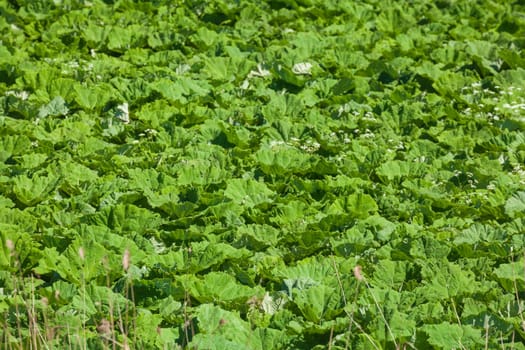 Green cabbage field with fresh cabbage, Lower Saxony, Germany