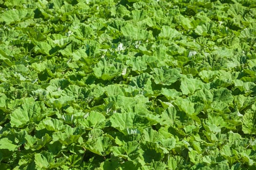 Green cabbage field with fresh cabbage, Lower Saxony, Germany
