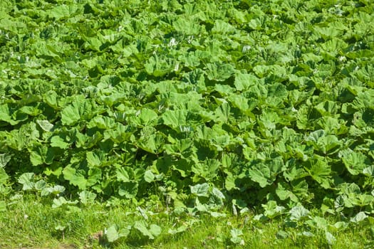 Green cabbage field with fresh cabbage, Lower Saxony, Germany