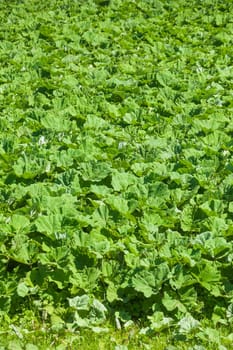 Green cabbage field with fresh cabbage, Lower Saxony, Germany