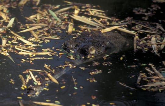 a Gangnes Gavial at the Mysore Zoo in the city of Mysore in the Province of Karnataka in India.  India, Mysore, March, 1998