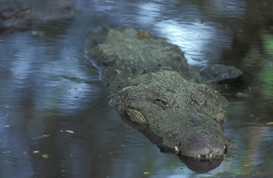 a Indian Crocodile at the Mysore Zoo in the city of Mysore in the Province of Karnataka in India.  India, Mysore, March, 1998