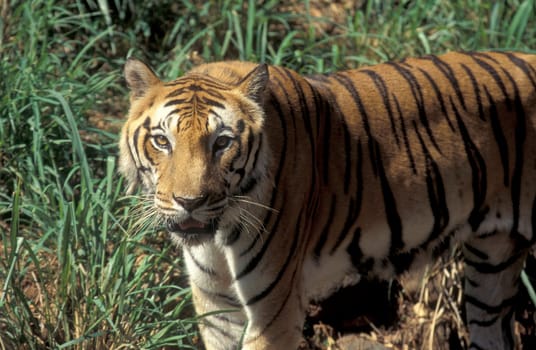 a Bengal Tiger at the Mysore Zoo in the city of Mysore in the Province of Karnataka in India.  India, Mysore, March, 1998