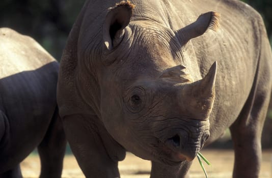 a rhino at the Mysore Zoo in the city of Mysore in the Province of Karnataka in India.  India, Mysore, March, 1998