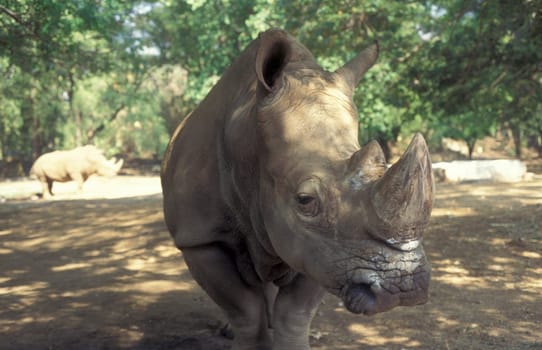 a rhino at the Mysore Zoo in the city of Mysore in the Province of Karnataka in India.  India, Mysore, March, 1998
