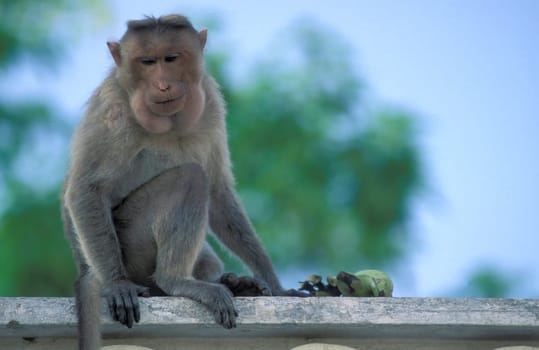 a  Monkey at the Mysore Zoo in the city of Mysore in the Province of Karnataka in India.  India, Mysore, March, 1998
