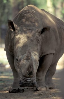 a rhino at the Mysore Zoo in the city of Mysore in the Province of Karnataka in India.  India, Mysore, March, 1998