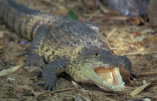 a Indian Crocodile at the Mysore Zoo in the city of Mysore in the Province of Karnataka in India.  India, Mysore, March, 1998