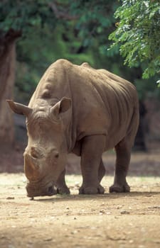 a rhino at the Mysore Zoo in the city of Mysore in the Province of Karnataka in India.  India, Mysore, March, 1998