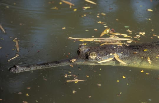 a Gangnes Gavial at the Mysore Zoo in the city of Mysore in the Province of Karnataka in India.  India, Mysore, March, 1998