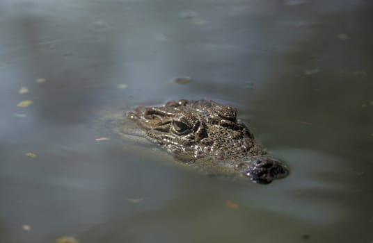 a Indian Crocodile at the Mysore Zoo in the city of Mysore in the Province of Karnataka in India.  India, Mysore, March, 1998