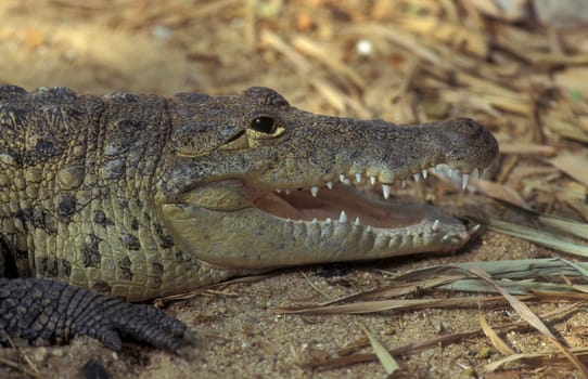 a Indian Crocodile at the Mysore Zoo in the city of Mysore in the Province of Karnataka in India.  India, Mysore, March, 1998