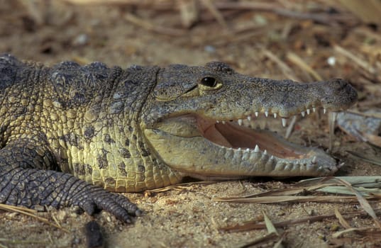 a Indian Crocodile at the Mysore Zoo in the city of Mysore in the Province of Karnataka in India.  India, Mysore, March, 1998