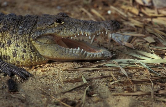 a Indian Crocodile at the Mysore Zoo in the city of Mysore in the Province of Karnataka in India.  India, Mysore, March, 1998