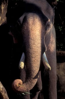 a Indian Elephant at the Mysore Zoo in the city of Mysore in the Province of Karnataka in India.  India, Mysore, March, 1998
