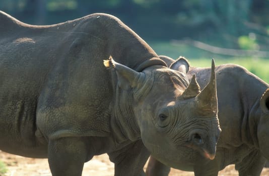 a rhino at the Mysore Zoo in the city of Mysore in the Province of Karnataka in India.  India, Mysore, March, 1998