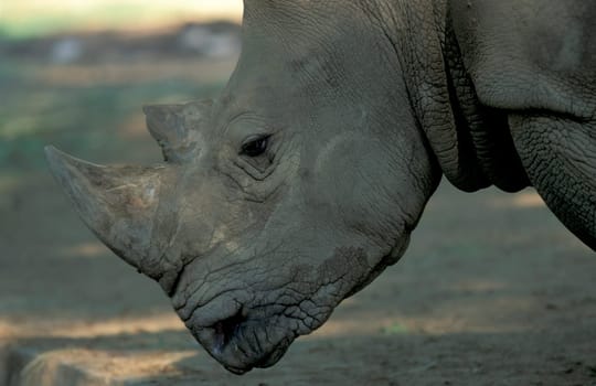 a rhino at the Mysore Zoo in the city of Mysore in the Province of Karnataka in India.  India, Mysore, March, 1998