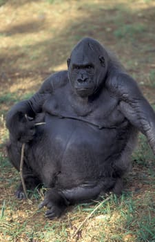 a Gorilla Monkey at the Mysore Zoo in the city of Mysore in the Province of Karnataka in India.  India, Mysore, March, 1998