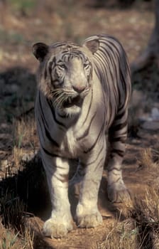 a white Tiger at the Mysore Zoo in the city of Mysore in the Province of Karnataka in India.  India, Mysore, March, 1998
