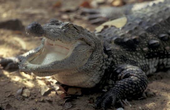 a Indian Crocodile at the Mysore Zoo in the city of Mysore in the Province of Karnataka in India.  India, Mysore, March, 1998