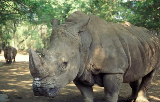 a rhino at the Mysore Zoo in the city of Mysore in the Province of Karnataka in India.  India, Mysore, March, 1998