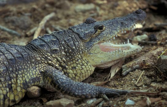 a Indian Crocodile at the Mysore Zoo in the city of Mysore in the Province of Karnataka in India.  India, Mysore, March, 1998