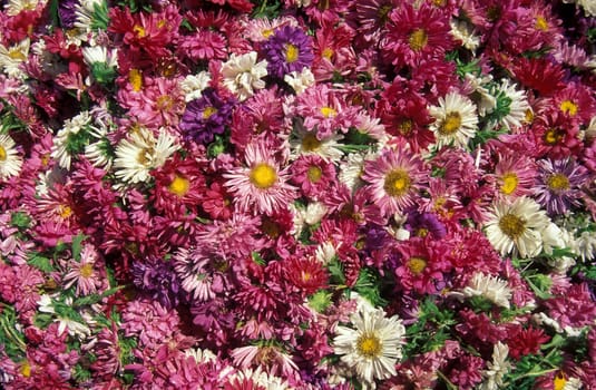 Flowers at a food market in the city of Mysore in the Province of Karnataka in India.  India, Mysore, March, 1998