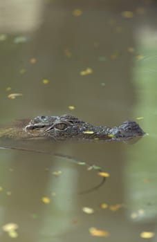 a Indian Crocodile at the Mysore Zoo in the city of Mysore in the Province of Karnataka in India.  India, Mysore, March, 1998