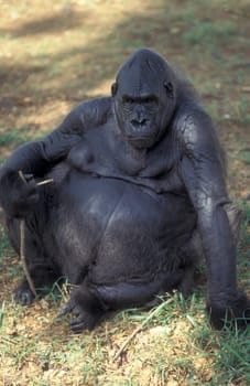 a Gorilla Monkey at the Mysore Zoo in the city of Mysore in the Province of Karnataka in India.  India, Mysore, March, 1998