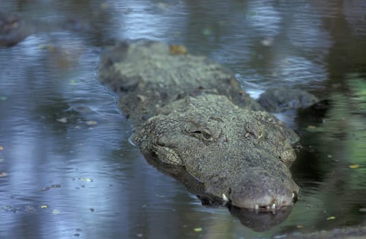a Indian Crocodile at the Mysore Zoo in the city of Mysore in the Province of Karnataka in India.  India, Mysore, March, 1998