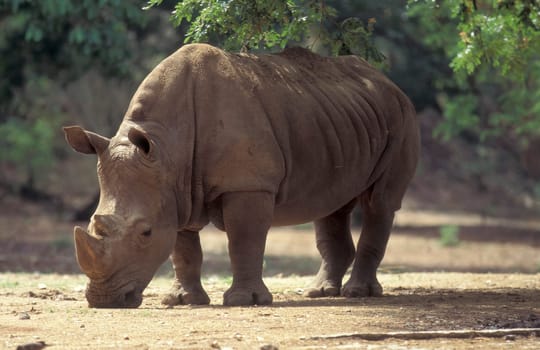 a rhino at the Mysore Zoo in the city of Mysore in the Province of Karnataka in India.  India, Mysore, March, 1998