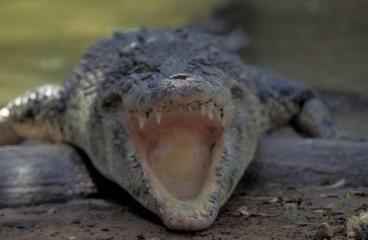 a Indian Crocodile at the Mysore Zoo in the city of Mysore in the Province of Karnataka in India.  India, Mysore, March, 1998