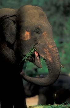 a Indian Elephant at the Mysore Zoo in the city of Mysore in the Province of Karnataka in India.  India, Mysore, March, 1998